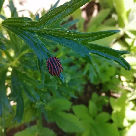 Rosenhof Vulkaneifel 別荘