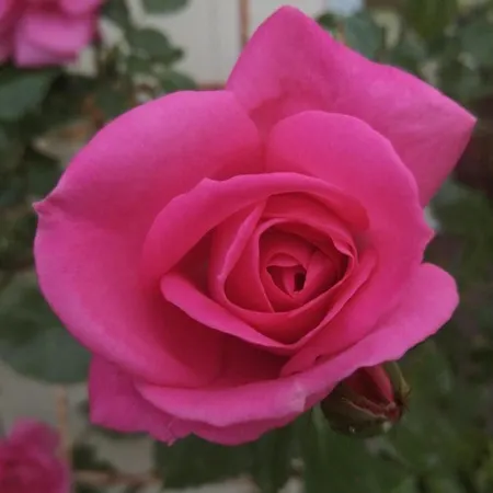 Rosenhof Vulkaneifel Vakantiehuis *