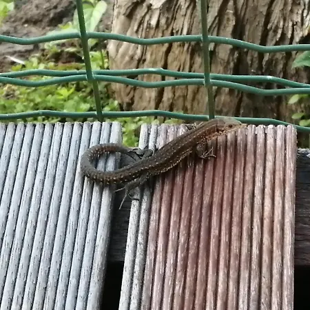 Rosenhof Vulkaneifel * Ormont