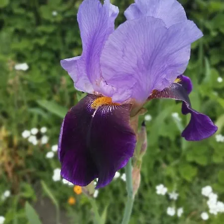 Vakantiehuis Rosenhof Vulkaneifel Ormont