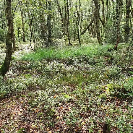 Rosenhof Vulkaneifel Hébergement de vacances Ormont