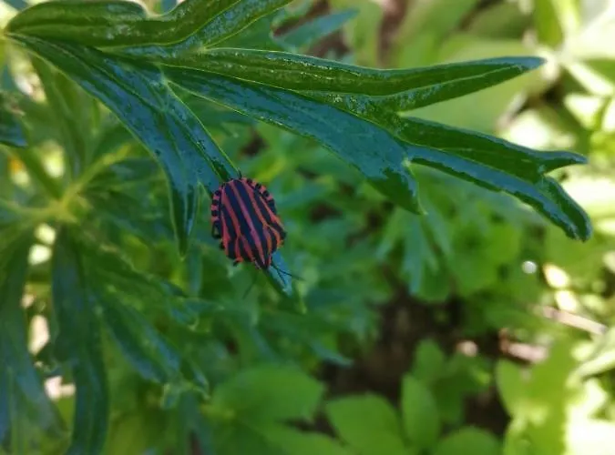 Rosenhof Vulkaneifel בית נופש