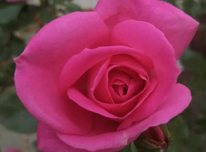 Rosenhof Vulkaneifel בית נופש *