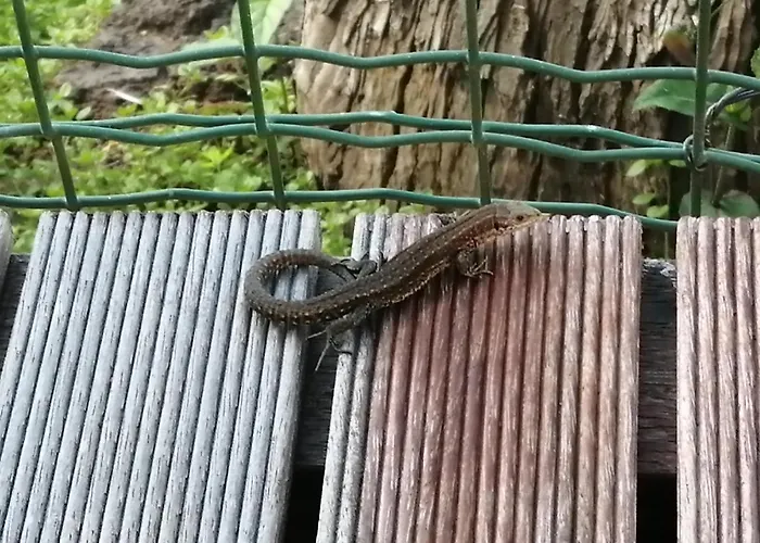 Rosenhof Vulkaneifel * Ormont